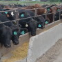 Average feedyard closeouts continued to show solid profits on cattle marketed the final week of March.