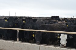 BT_Feedlot_Cattle