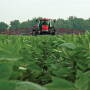 Because boron is not mobile in plants, multiple applications might be needed  during the growing season. If you mix boron fertilizer with other products, make sure they are compatible and have good agitation in your spray tank.