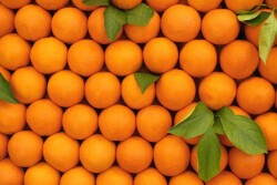 Oranges Citrus