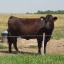  

This cow is a typical 4 hair score. This picture was taken in late May.
