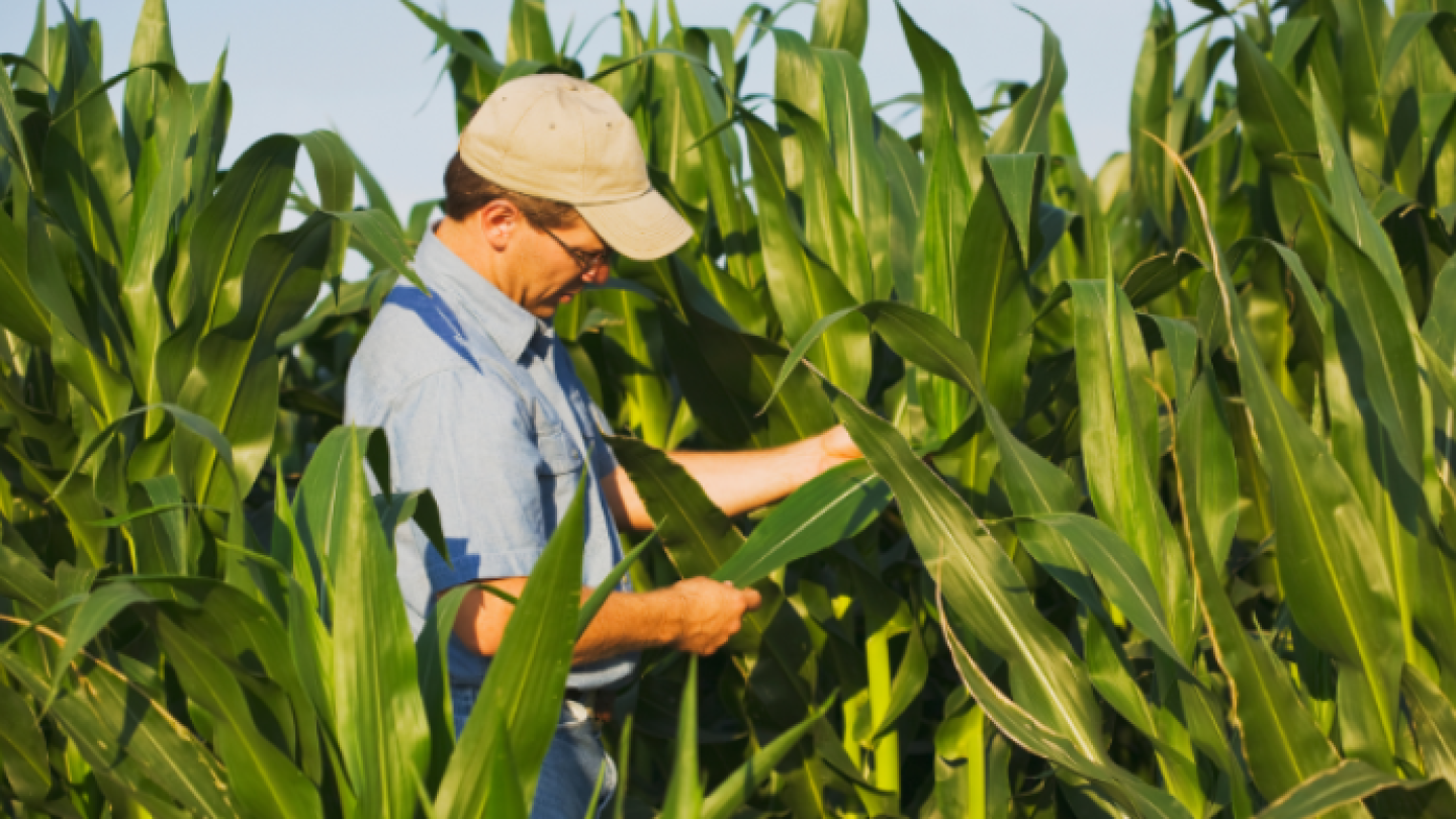 Learn How Crop Consultants Optimize Farm Profitability - AgWeb