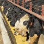 ISU feedbunk