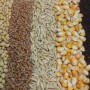 Grains_Oilseeds.JPG
