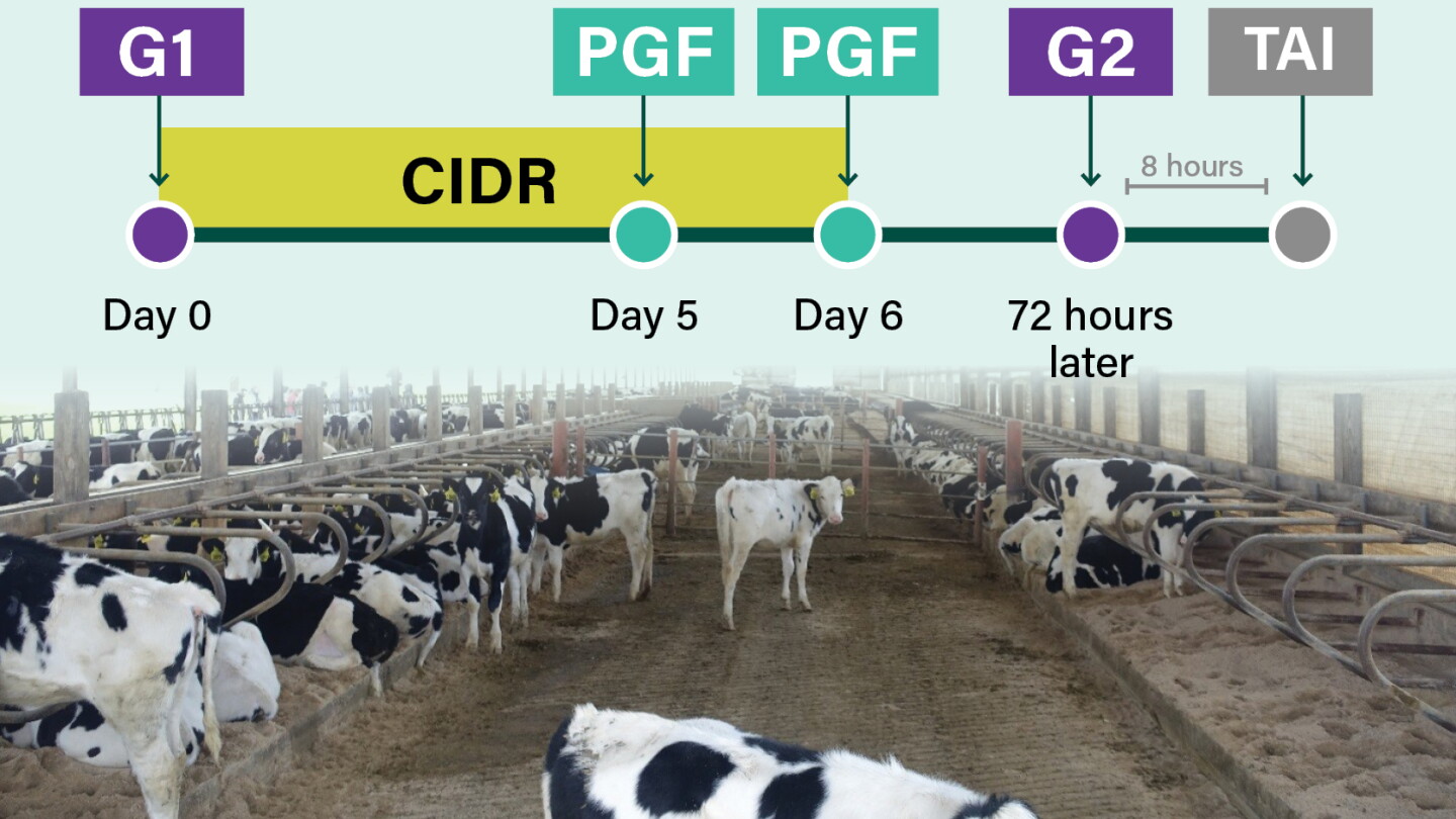Cidr Small Ruminants Could a 6-Day CIDR-Synch Protocol Work for Your Heifers? - Bovine Vet