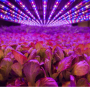 Aerofarms pic.png