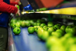 Apple packing