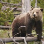 Grizzly Bear in the North Cascades National Park.