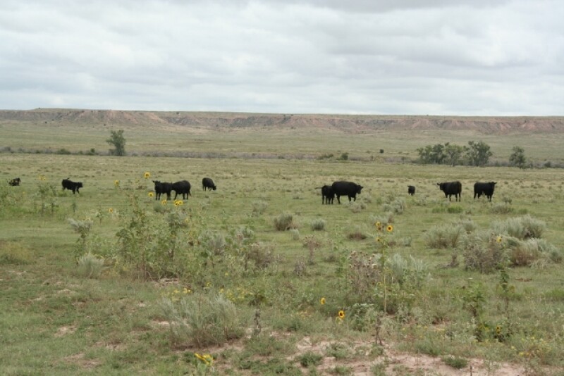 During drought conditions, cattle often graze sparse forage plants closer to the ground, increasing the likelihood they’ll consume soil containing the B. anthracis spores.
