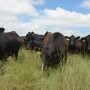 Certified Angus Beef fiscal 2019 sales tonnage volume has increased almost 6% with the June data not yet final.  