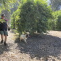 Jerry Bishop, a dog trainer and handler with Florida-based F1-K9, scouts a Ventura County, Calif., lemon grove for HLB-causing bacteria with Bello, a springer spaniel. A number of growers and researchers believe specially trained dogs may be a viable early-detection tool for the devastating citrus disease that threatens the state's citrus industry. 