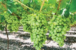 Table grapes, like the seedless Sweet Globe, can be harvested weeks earlier in the Mexican state of Jalisco than in other Mexican growing areas, says George Matoian of Fresh Farms.