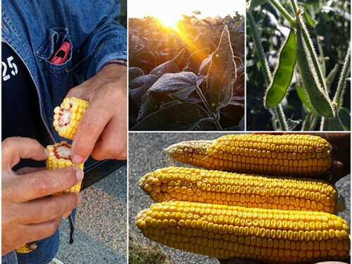 Crop_Tour_Indiana_Collage.jpg