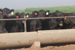 Dr. Dan Thomson says the scenario is similar to the impact of a natural disaster. While feedlots did everything possible to prepare and get cattle relief, the heat and humidity meant the cattle didn't have a chance to cool down.