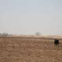 In this March 7, 2017 file photo, a lone cow wanders charred prairie following devastating wildfires in Clark County, Kan.