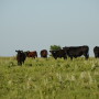 BT_Cow_Calf_Flint_Hills
