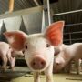 Feeder pig up close 