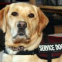 Service dogs have become an integral part of modern life for many.