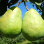 Awesum pear