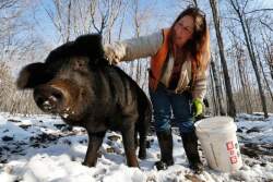 Susan Frank pets one of her mulefoot pigs at Dogpatch Farm in Washington, Maine. The American mulefoot hog was once the rarest of all U.S. livestock breeds, and they’re still listed as critically rare by the Livestock Conservancy.