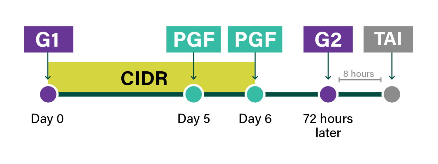 Cidr Program Could a 6-Day CIDR-Synch Protocol Work for Your Heifers? - Bovine Vet