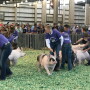 Fairs are looking quite a bit different this year with many going virtual or being held with very few spectators. Unfortunately, that doesn’t mean we can take a break from the threat of activism. 