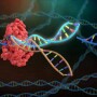 Gene Editing FDA