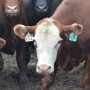 Cattle prices are on a historic ride. Producers are trying to make sense of it all, as well as industry insiders, as the COVID-19 story is far from over. 