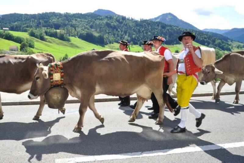 swiss_cows