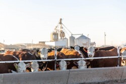 Hereford feedlot