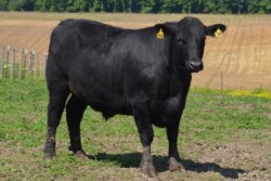 When buying a 4-H steer or other beef animal from a local producer, how much beef can you expect after processing? Check out these tips to calculate how many pounds of meat a beef animal will return.