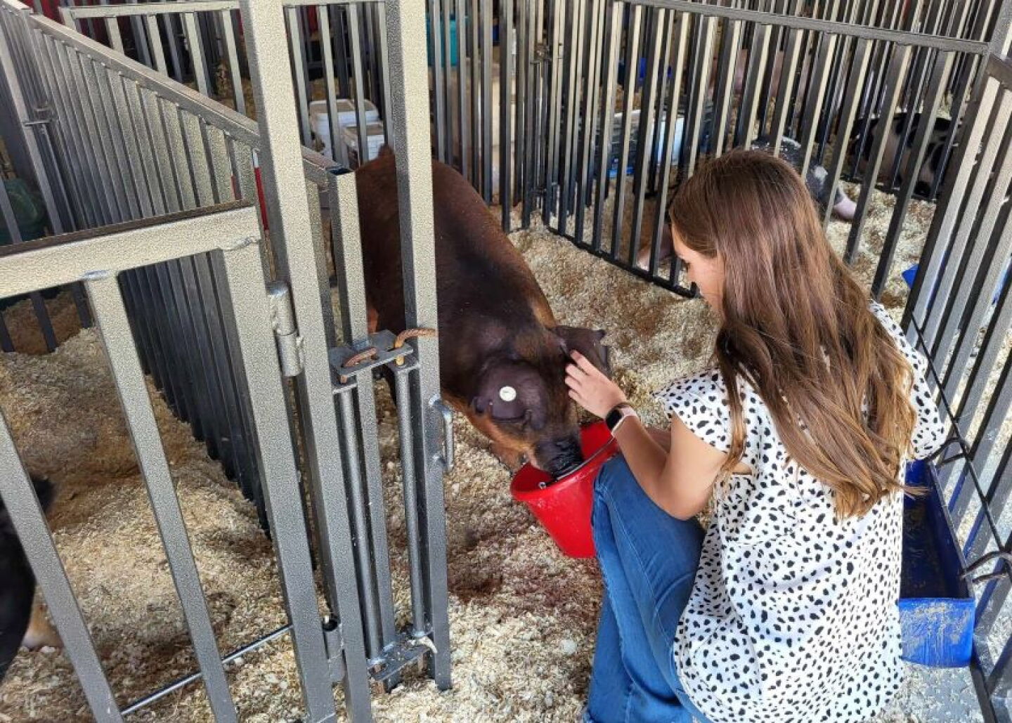 Maddison DeOrnellas watering showpig at county fair