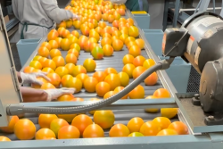 Oranges on conveyor