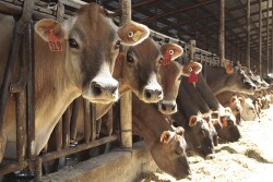 California_dairy_cows