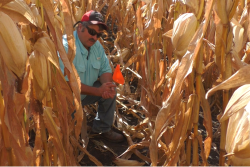 Corn harvest