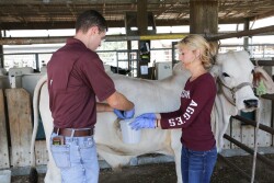 Graduate students Merritt Drewery and Kyle Weldon collect duodenal samples from a Brahman steer. 
