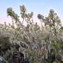 Growers use overhead field irrigation to protect their fruit from frost.