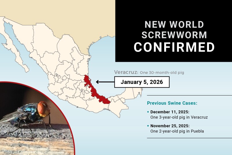 New World Screwworm Confirmed in Pig in Mexico.jpg