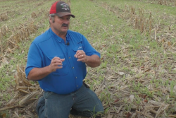 Corn Butt Shatter