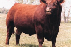 Red Angus Bull