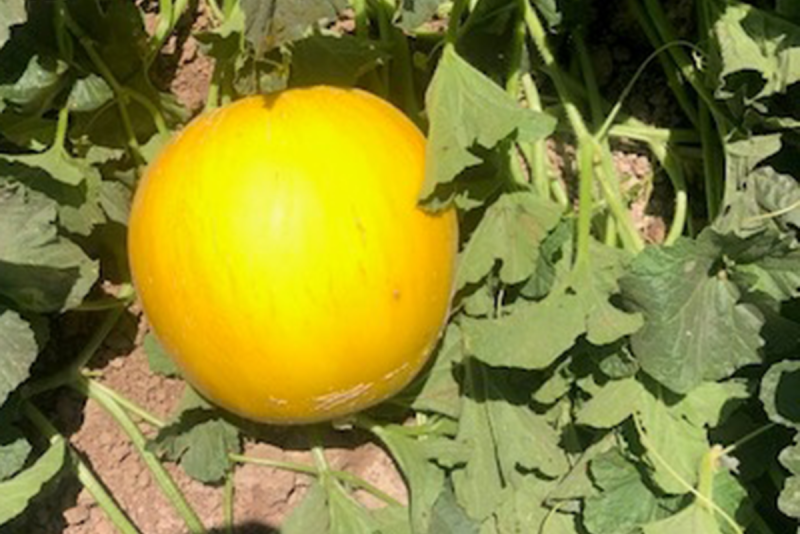 golden honeydew in field