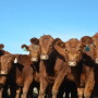 BT Red Angus Replacement Heifers
