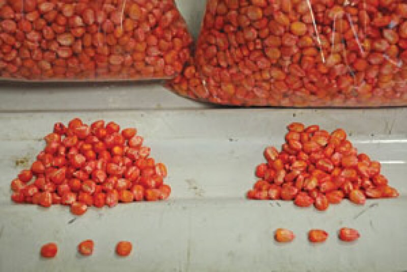 round flat seed