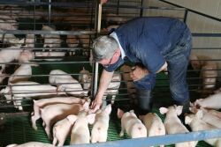 pig farmer