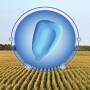 Seed