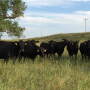 AL Ranch
