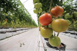 March and April should be good months for Divine Flavor LLC, says Michael DuPuis, quality assurance and public relations coordinator. The company will offer roma, round, beefsteak and grape tomatoes; slicer, European and Persian cucumbers; conventional and organic bell peppers and some squash.