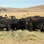 Have you ever looked at a feed analysis and thought the information was confusing? A forage analysis is an important tool to improve profitability when developing nutritional programs for all classes of beef cattle.