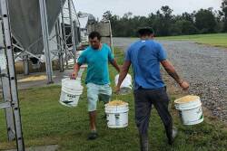 Delivering feed by the bucketful in Sampson County, North Carolina.