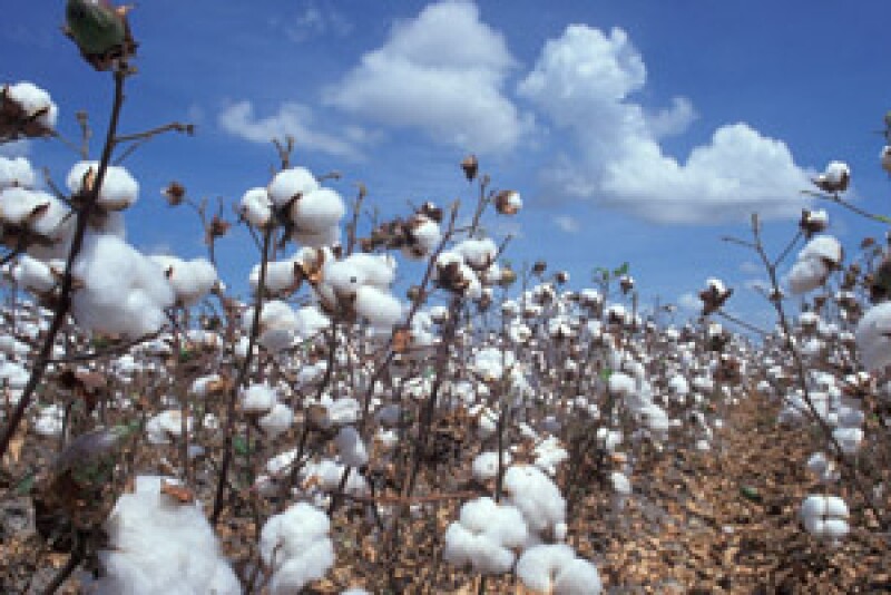 cotton plants